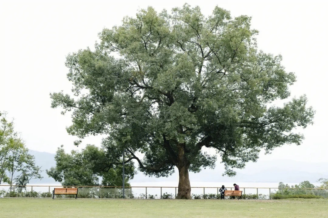 宁波东钱湖四棵网红树