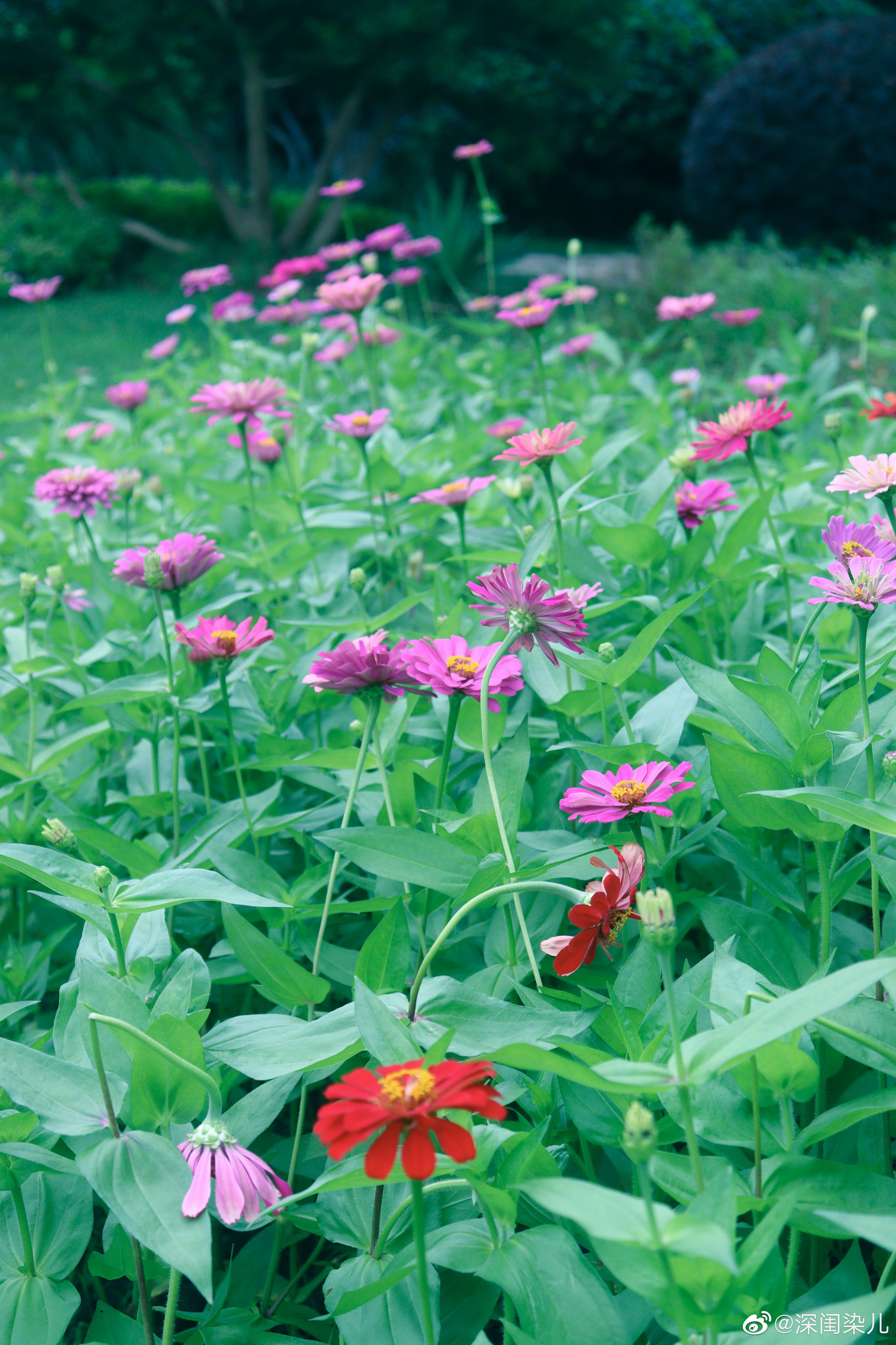南京莫愁湖公园 · 百日菊