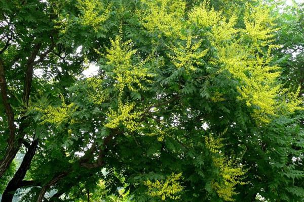 庭院植物栾树什么时候开花?