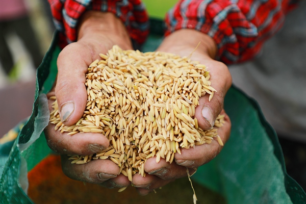 绥阳县旺草镇绿色稻谷迎来金色收成