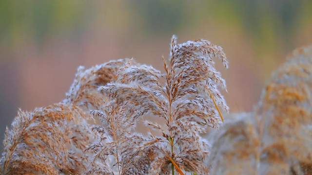 开远这片芦苇地快收好!