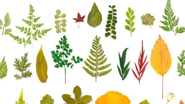 跨越物种的共生:从植物角度探究人类与植物之间的关系|地球|根系|养分|生态平衡|食物_新浪新闻