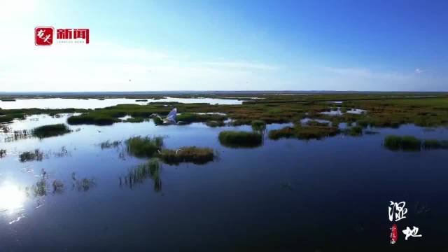 龙江县哈拉海湿地图片