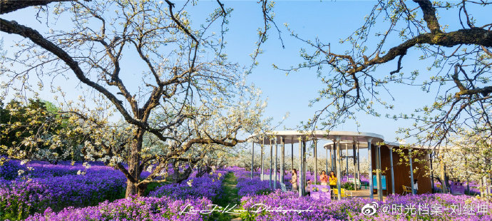 一夜春风来,梨兰已盛开!宿迁三台山梨兰会吸睛上线!湛蓝的天