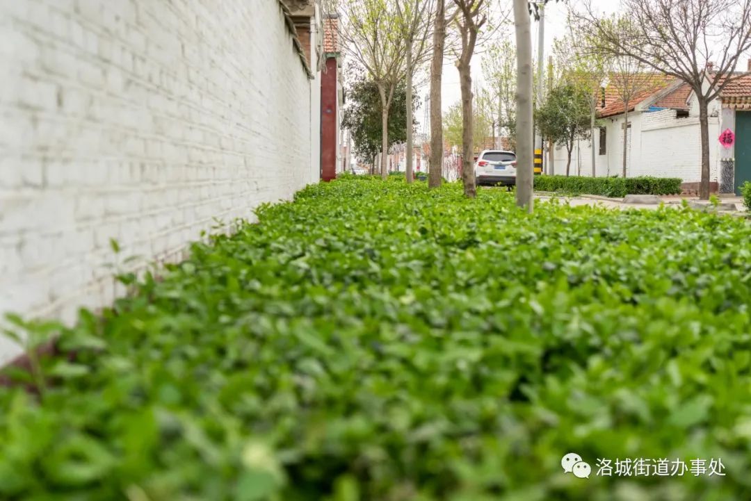 法桐树苗：城市绿肺的新篇章