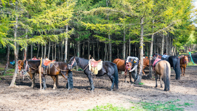 十一长假去哪?北京自驾4小时有个七彩森林,带上家人能畅玩3天休闲区蓝鸢梦想 - Www.slyday.coM 十一长假去哪?北京自驾4小时有个七彩森林,带上家人能畅玩3天休闲区蓝鸢梦想 - Www.slyday.coM