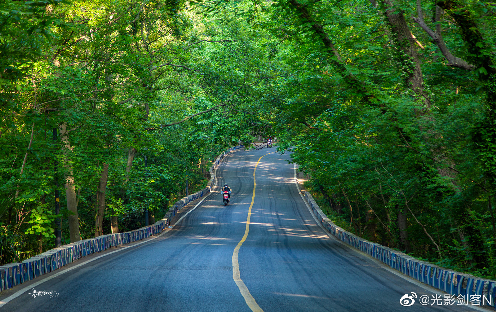 夏日南京,最美林荫道__财经头条