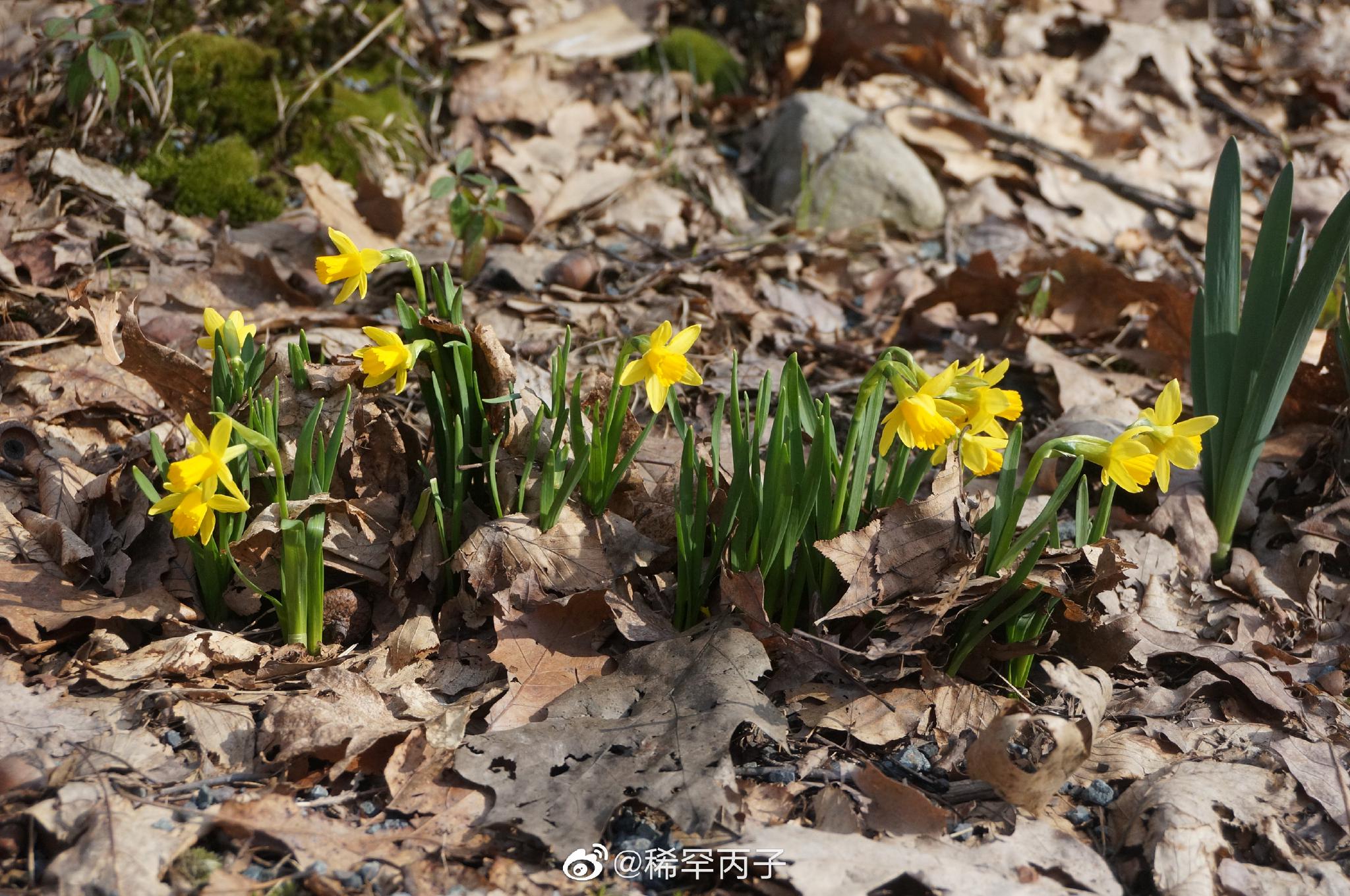 生机盎然的野水仙_高清图集_新浪网