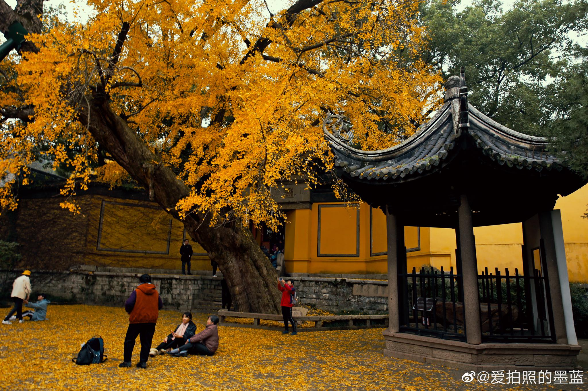 难得遇到惠山寺这棵快要上千年的古银杏树叶正黄时,专门发一组给它