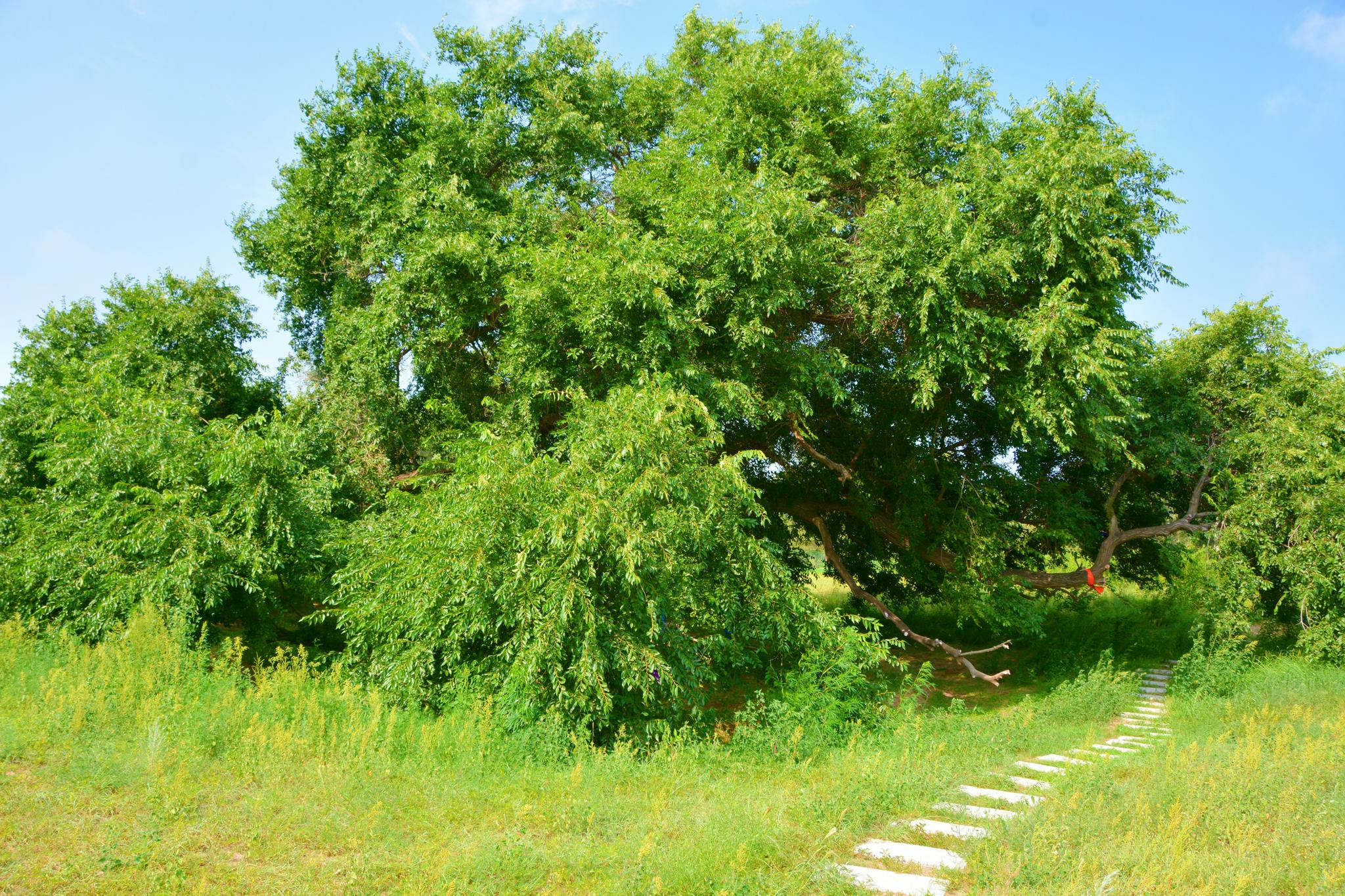 一棵苍劲挺拔的老榆树,原创拍摄_高清图集_新浪网