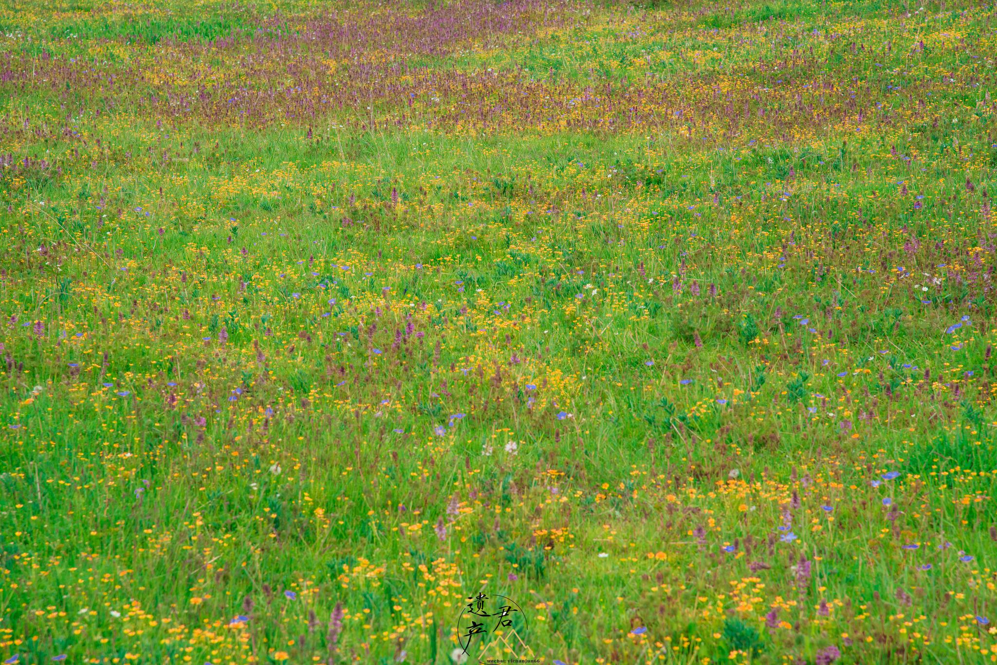 山峦背景下草丛中的野花。照片摄影图片_ID:127909263-Veer图库