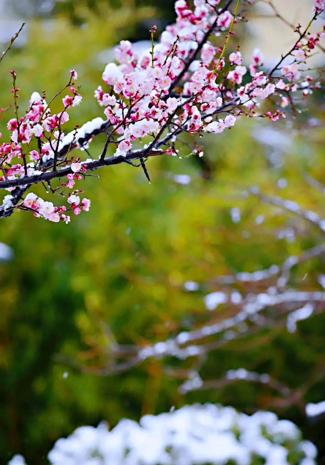春天的脚步忽快忽慢 天气也时冷时热