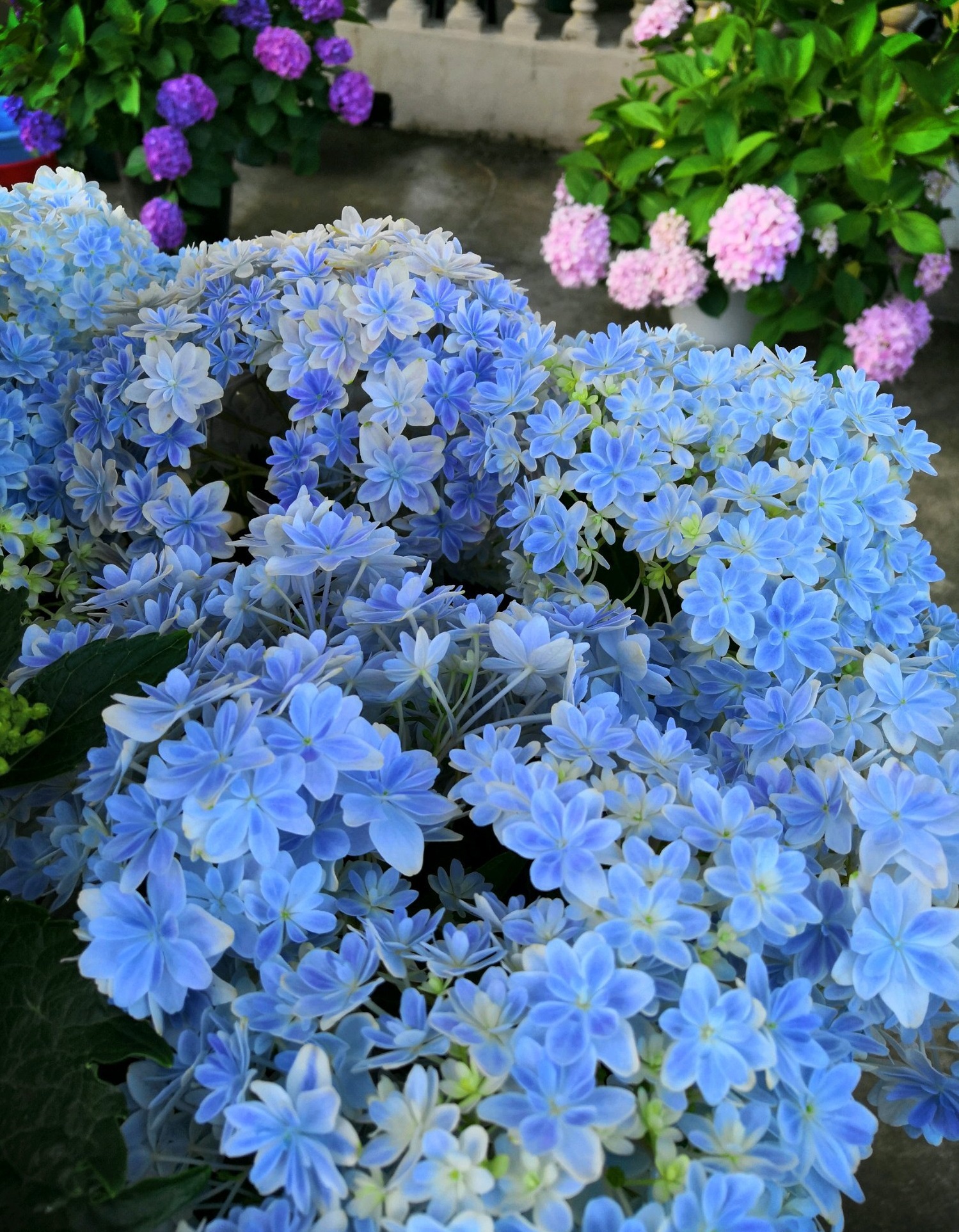 花期甚长万华镜的花期从每年的五月份开始,能够一直