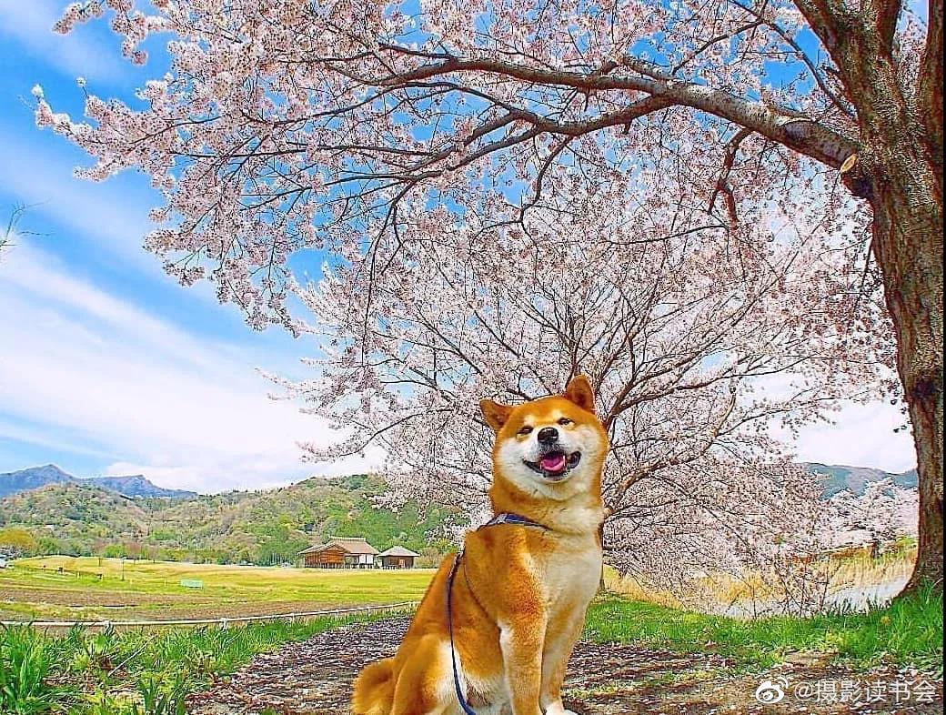 日本柴犬与樱花的合照_高清图集_新浪网