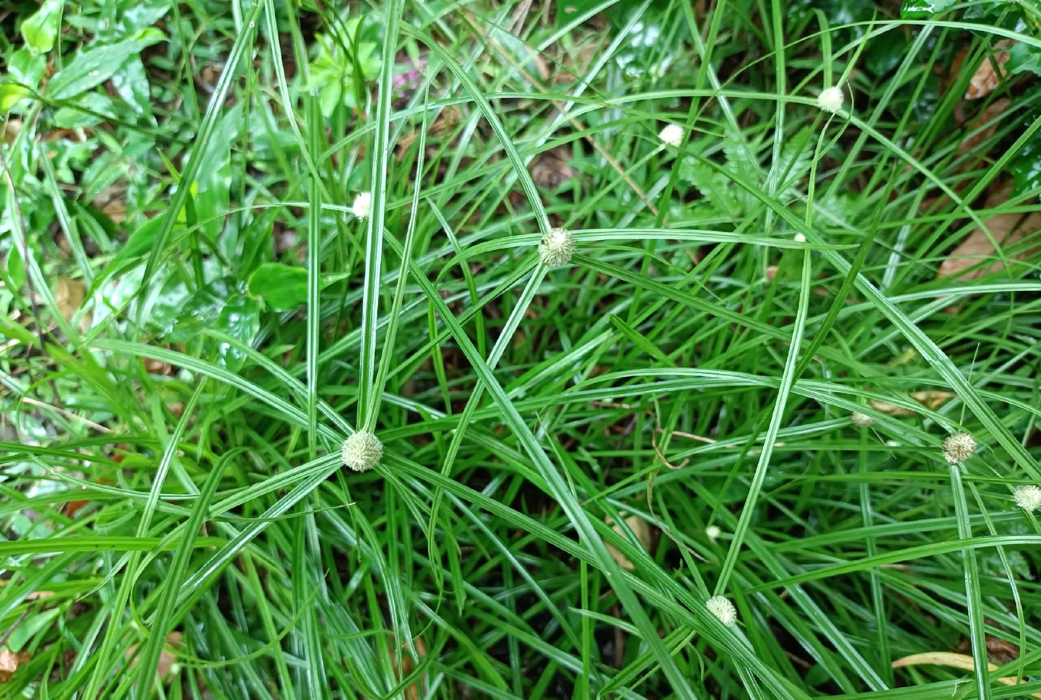 田边常见的野草却不知有它独特的价值见到别不识货认识下
