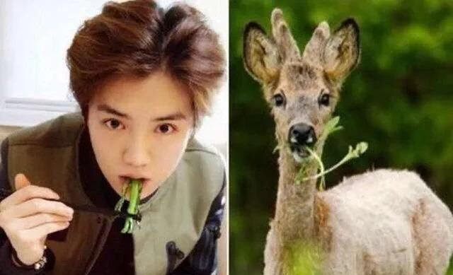 动物系男明星有多离谱？肖战兔系，猴系帅哥多，看到虾系绷不住了休闲区蓝鸢梦想 - Www.slyday.coM