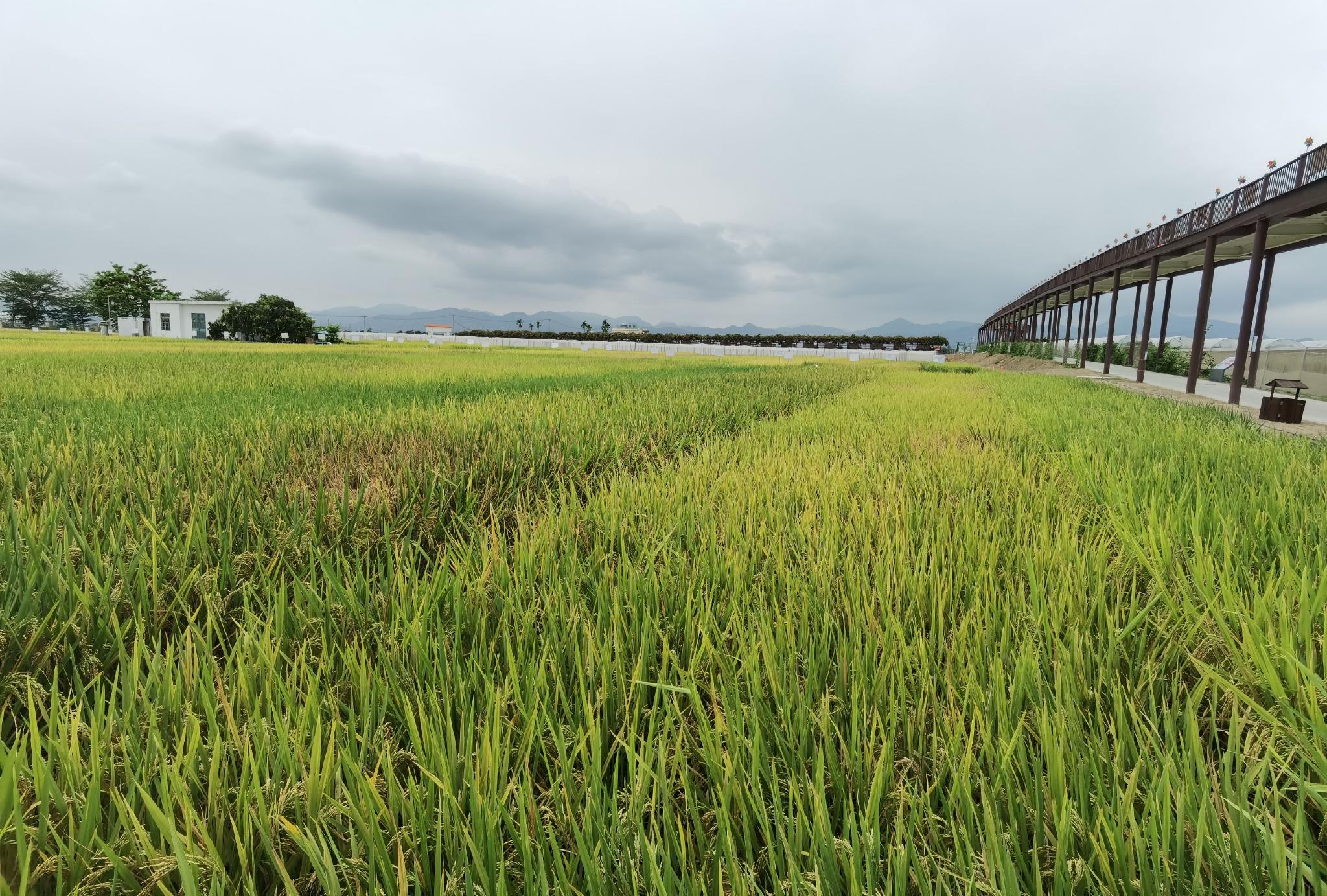 三亚崖州湾科技城南繁育种基地里