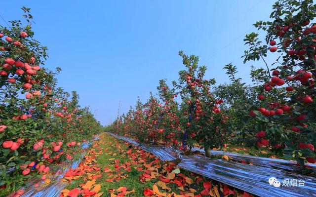 解读烟台苹果中国果业第一品牌是这样炼成的
