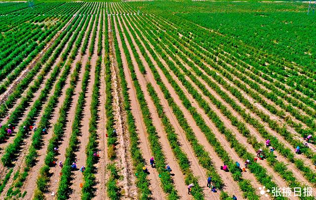 甘肃山丹4万多亩枸杞喜获丰收