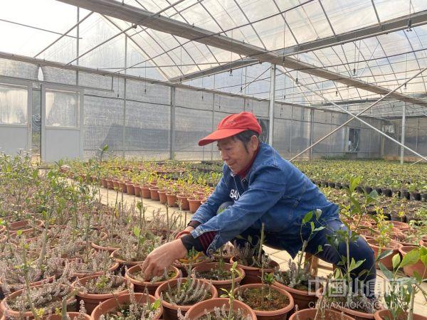 江西袁州区科技赋能鹿茸草独好