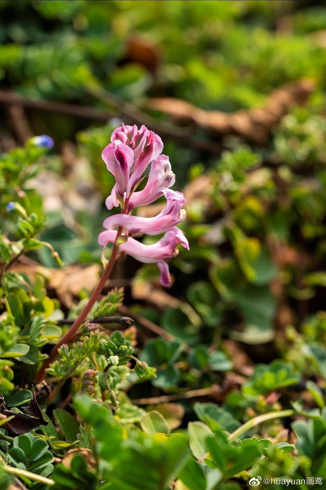 花解语—紫堇|猎人|大树|紫堇花_新浪新闻