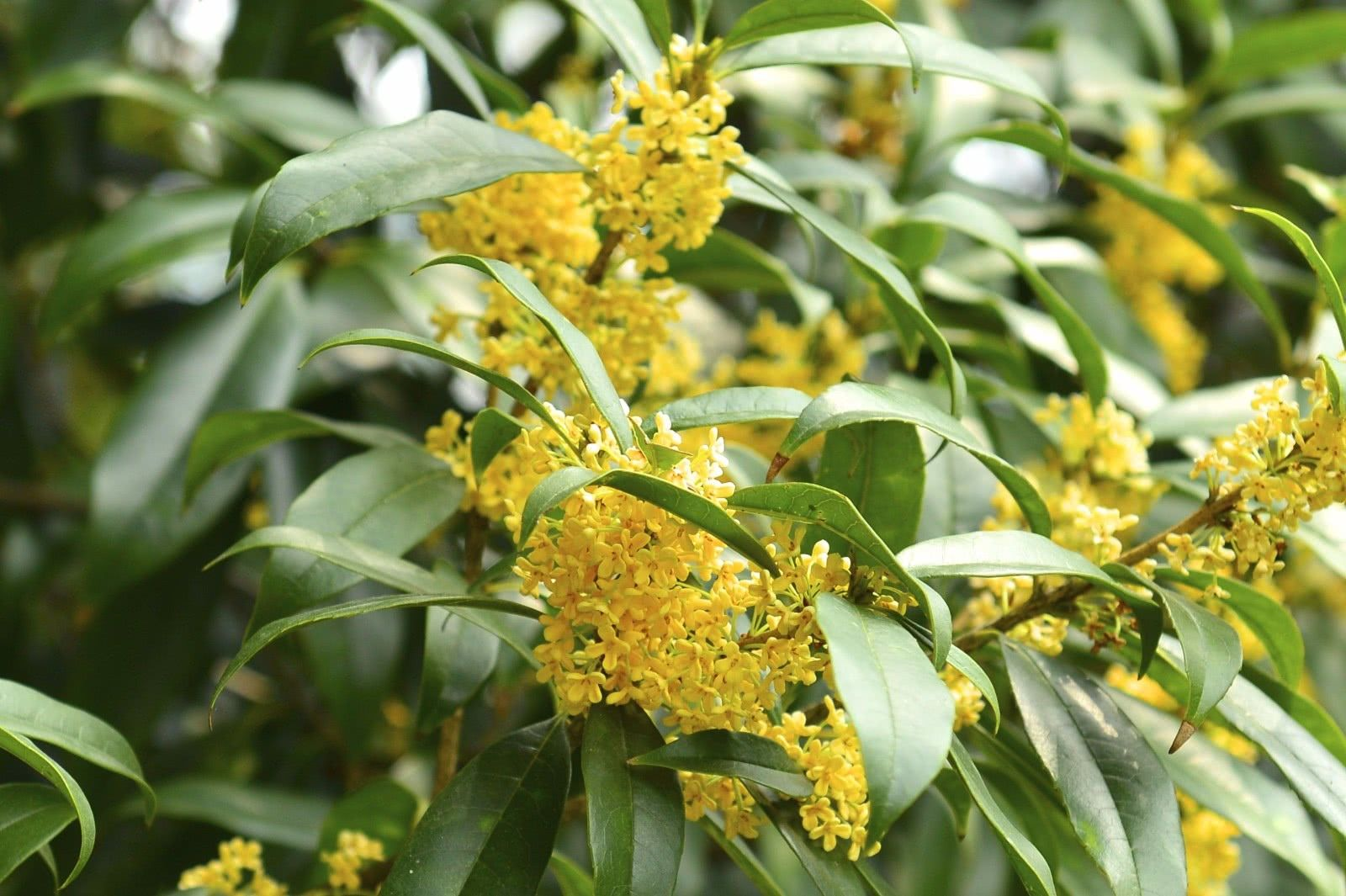 桂花飘香十里受人喜欢,但养好却不简单!