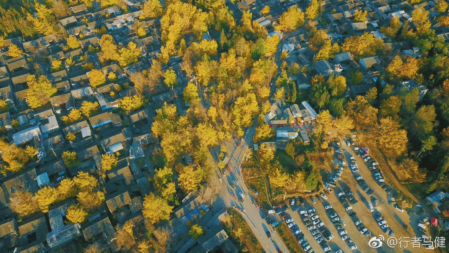 又到一年银杏黄,腾冲江东银杏村己到最美时刻