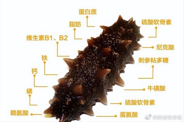 海参有多强:自断成两截,还能自我繁殖