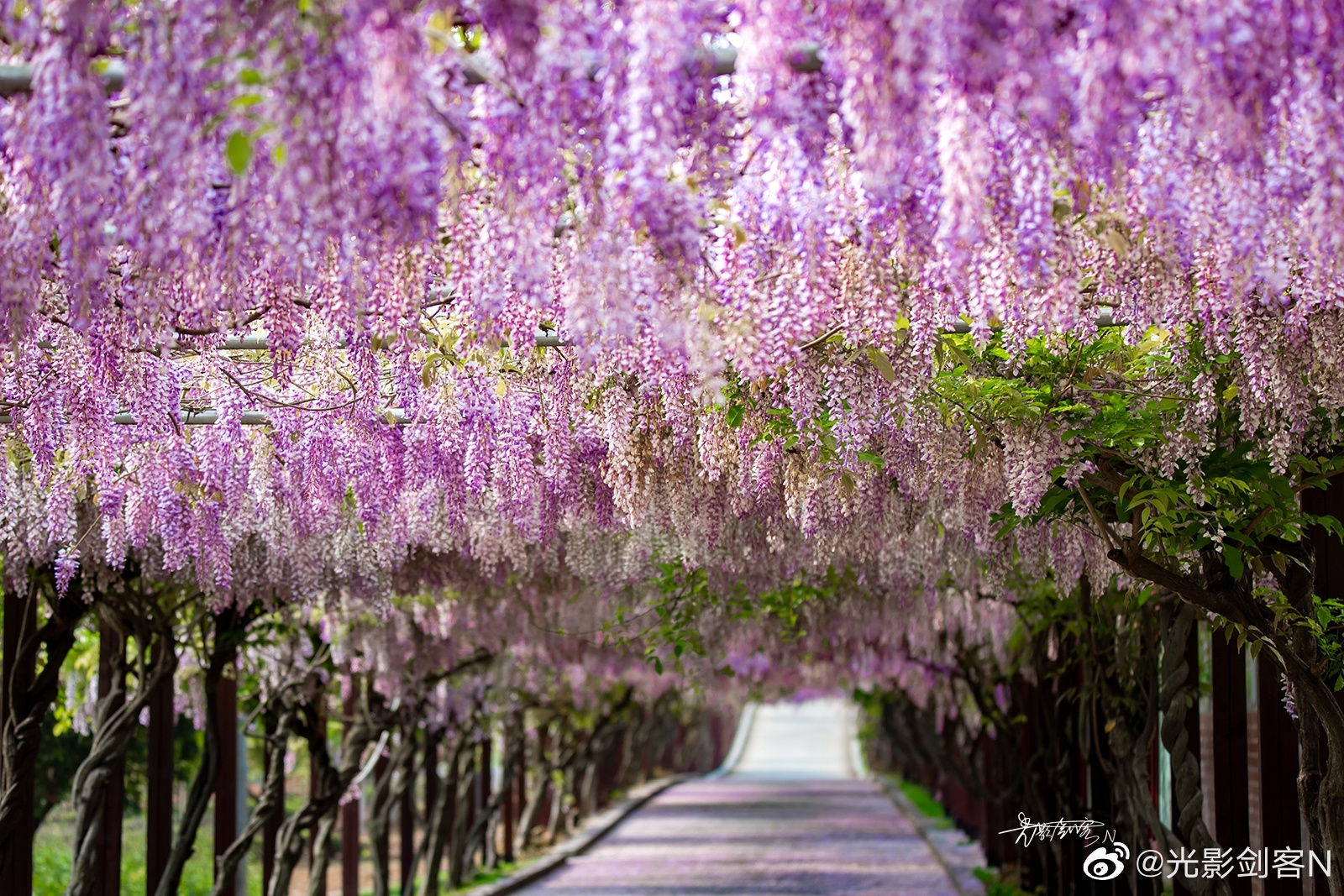 想看最美的紫藤长廊,这里怎么样?_高清图集_新浪网