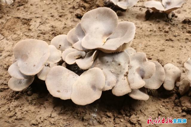 甘肃:临夏州试种成功食用菌新品种熊掌菇_众合(食用菌产业)云展馆