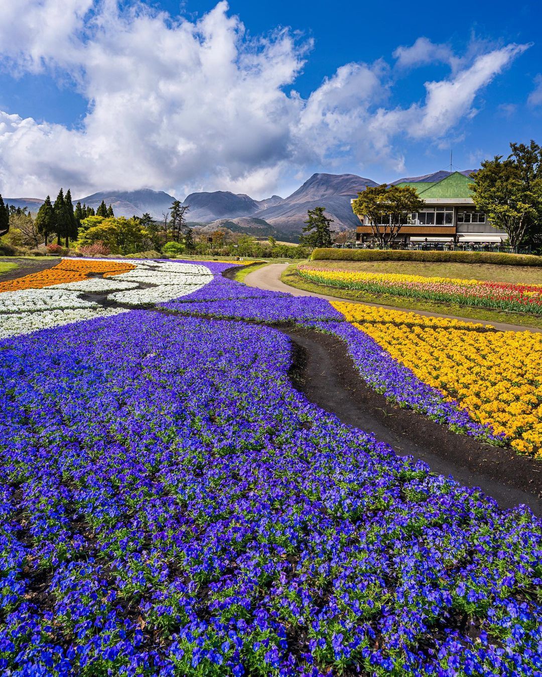 位于九州大分县久住高原的久住花公园里