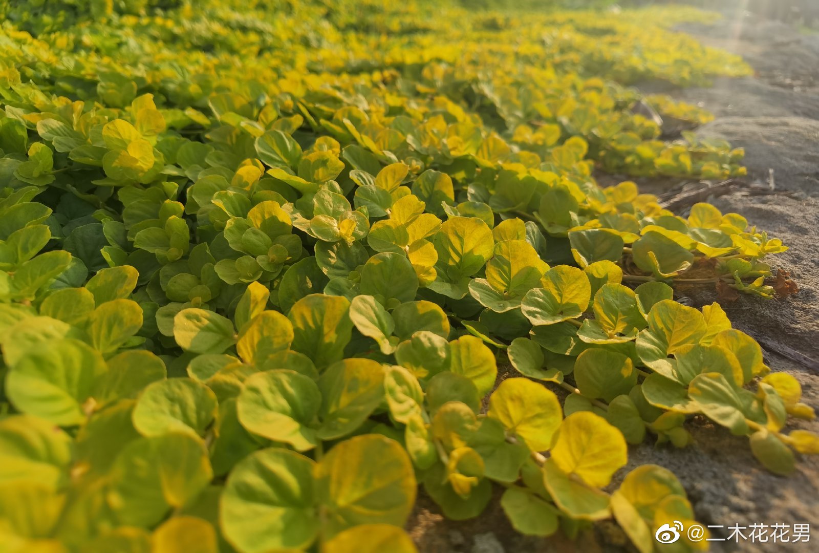 过路黄：四川唐家河国家级自然保护区 - 中国自然保护区生物标本资源共享平台