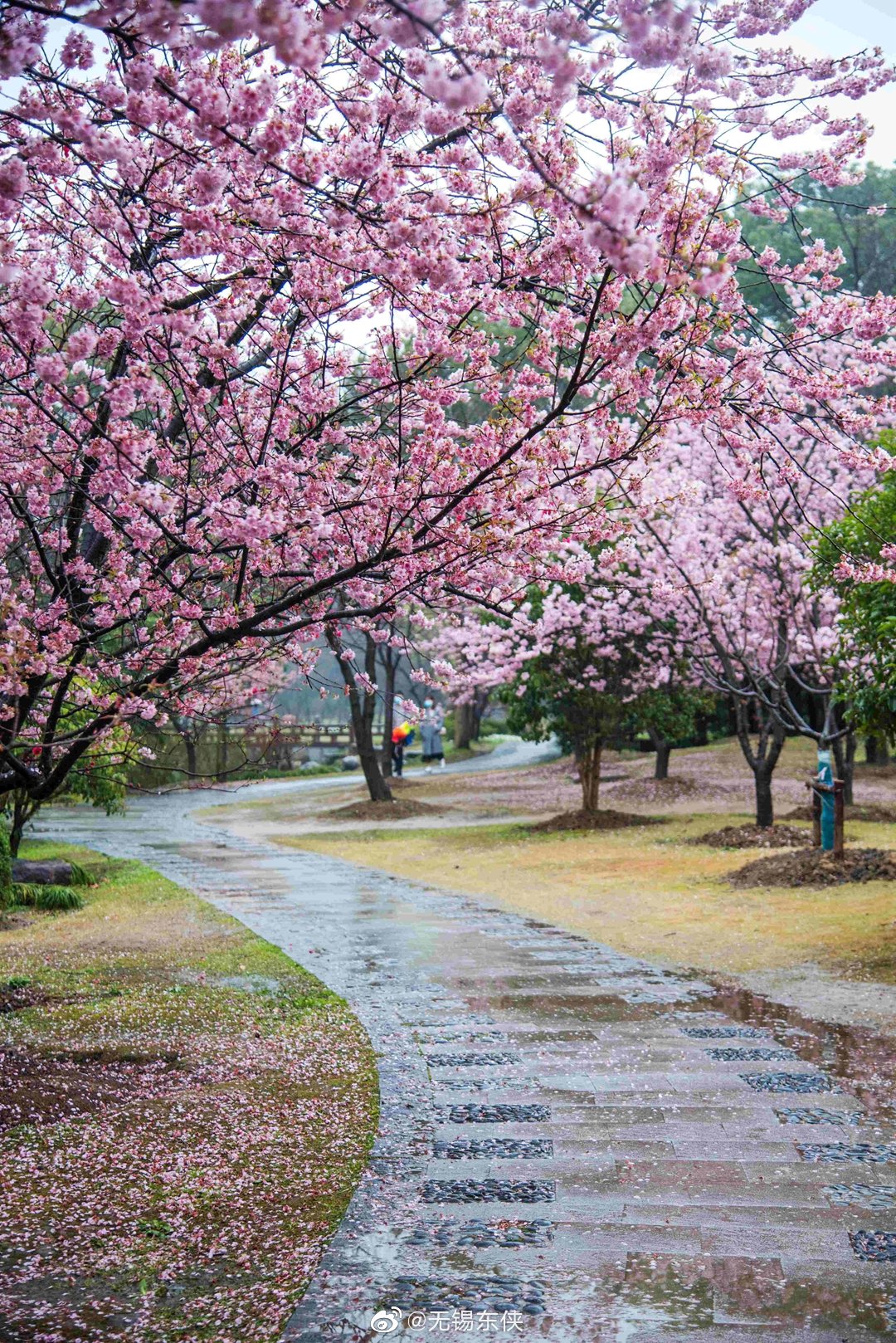 曲径通幽处,何处道惊喜.太湖鼋头渚樱花谷落英小径