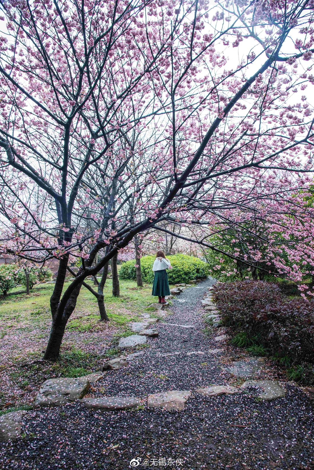 曲径通幽处,何处道惊喜.太湖鼋头渚樱花谷落英小径