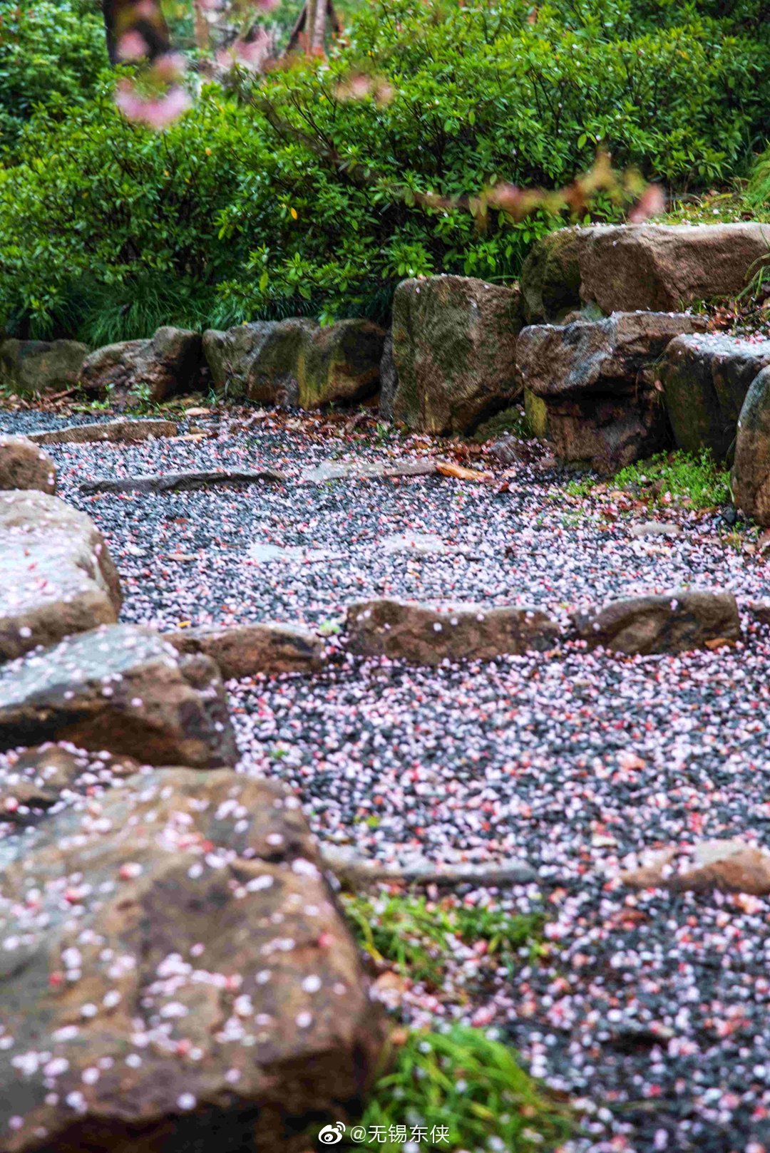 曲径通幽处,何处道惊喜.太湖鼋头渚樱花谷落英小径