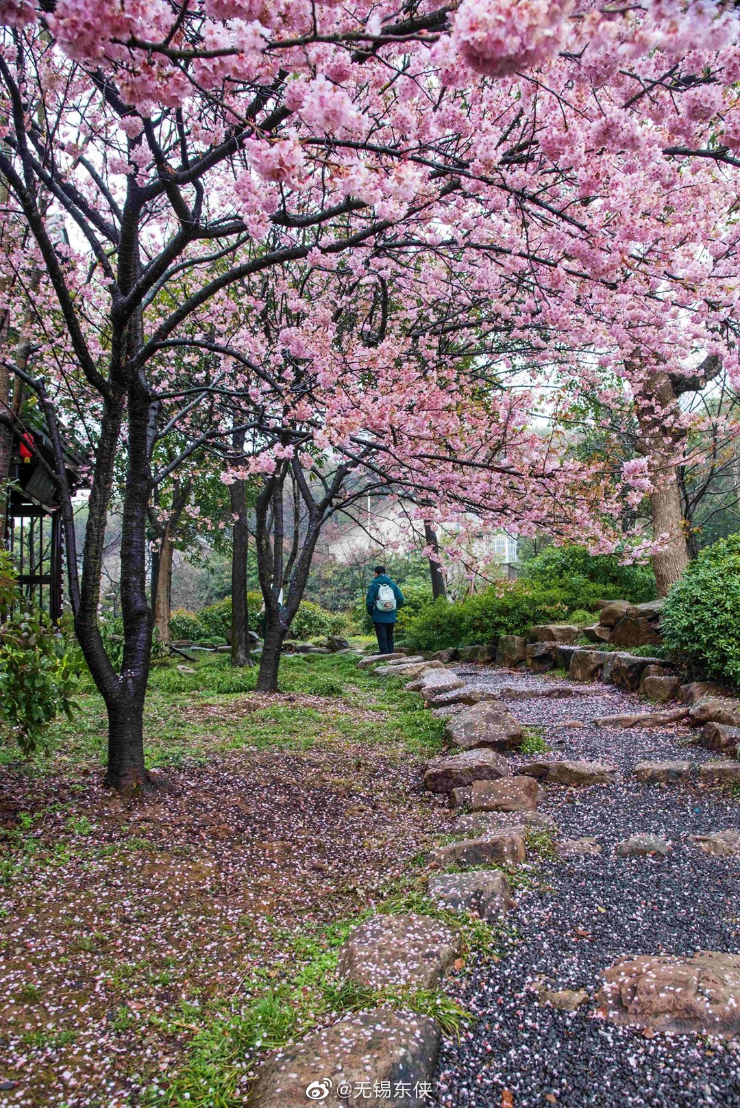 曲径通幽处,何处道惊喜.太湖鼋头渚樱花谷落英小径