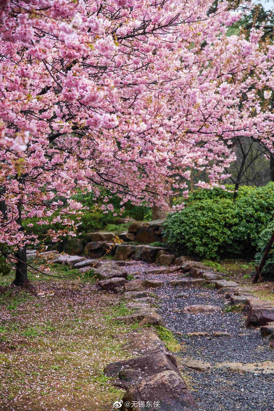 曲径通幽处,何处道惊喜.太湖鼋头渚樱花谷落英小径