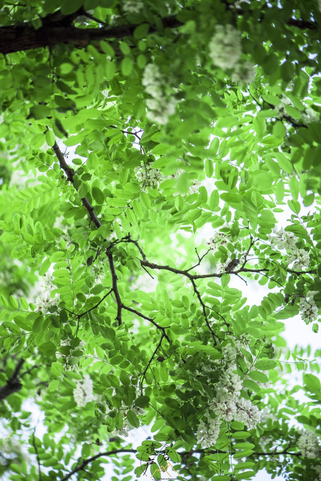 村里的槐树花,有40多岁了,长得高大,只能仰视它的枝繁叶茂~