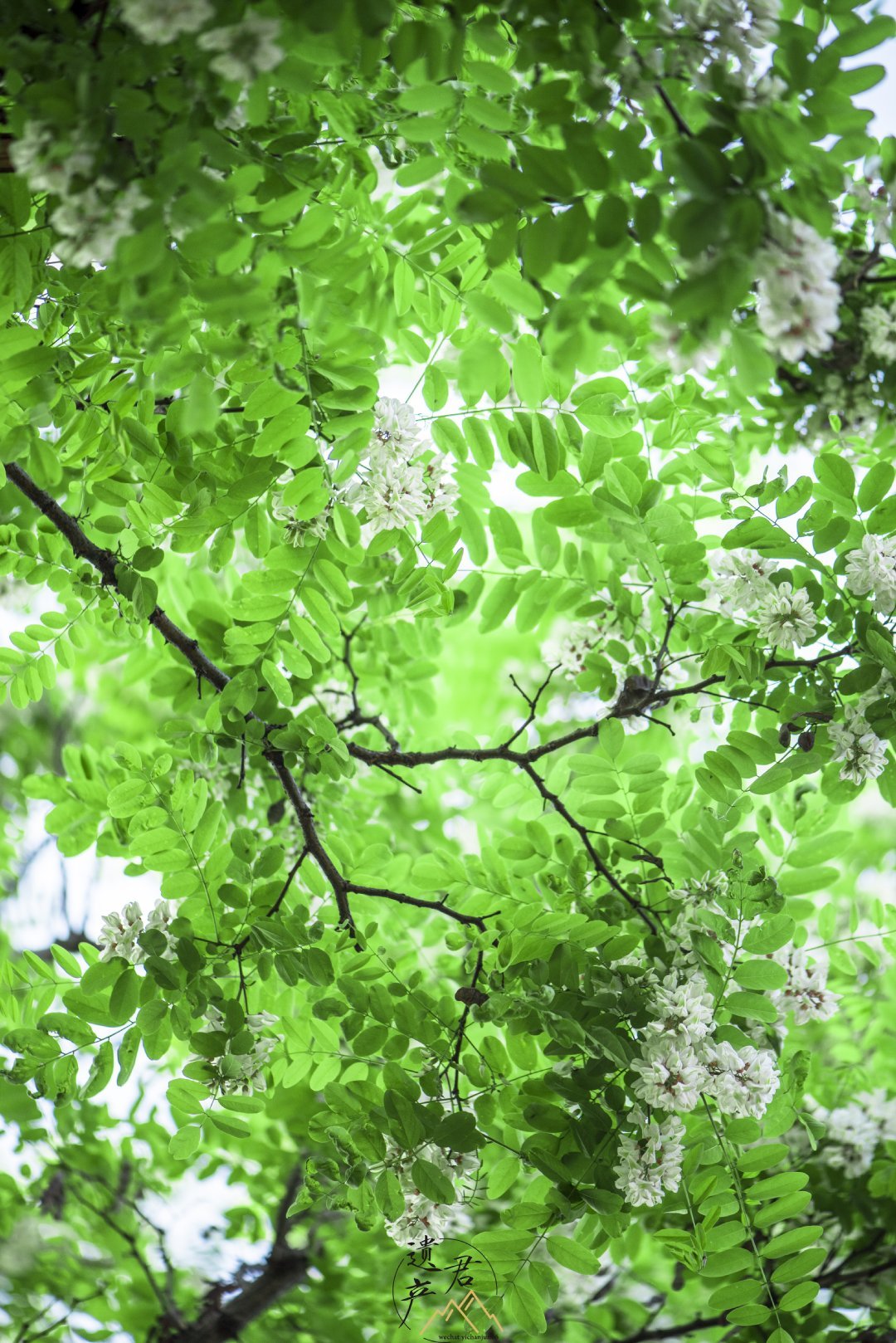 村里的槐树花,有40多岁了,长得高大,只能仰视它的枝繁叶茂~