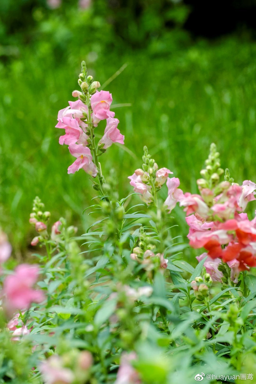 最全的花语草语(花草的花语是怎么写的呢?)