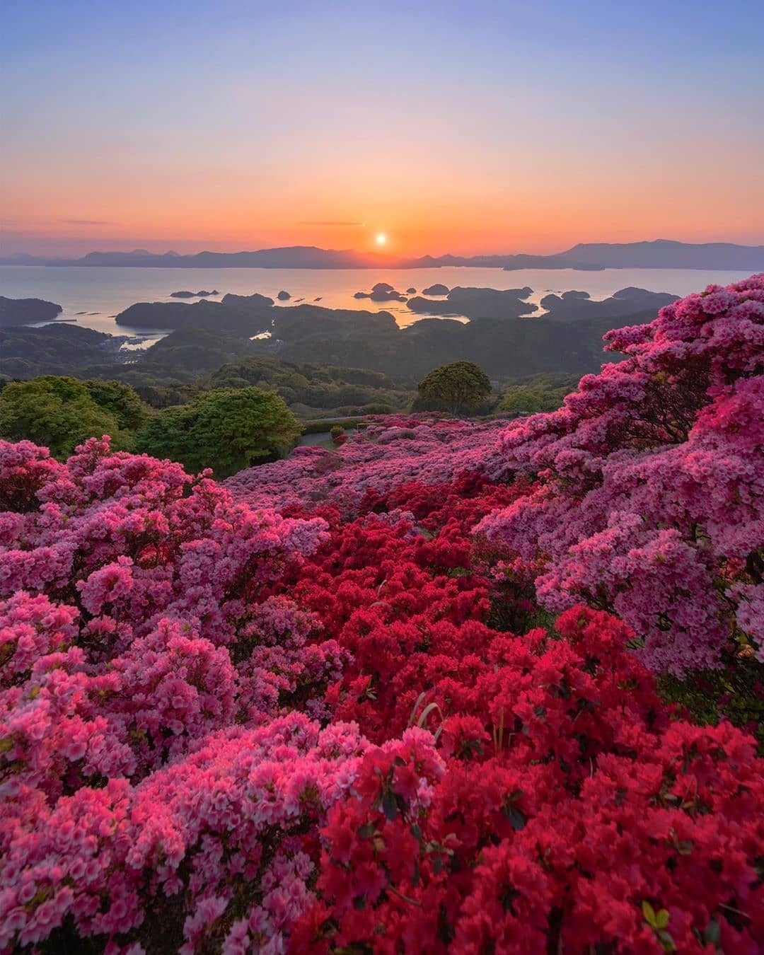 花开成海漫山遍野的红杜鹃灿若云霞美不胜收