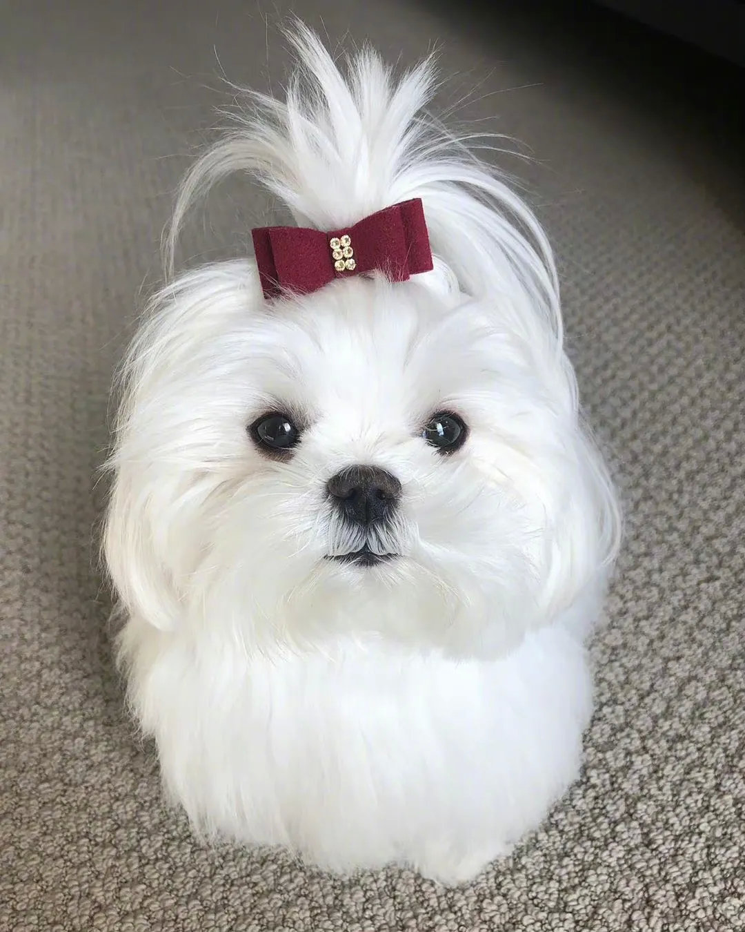 说到乖巧可爱的狗狗马尔济斯犬一定是一个很好的选择