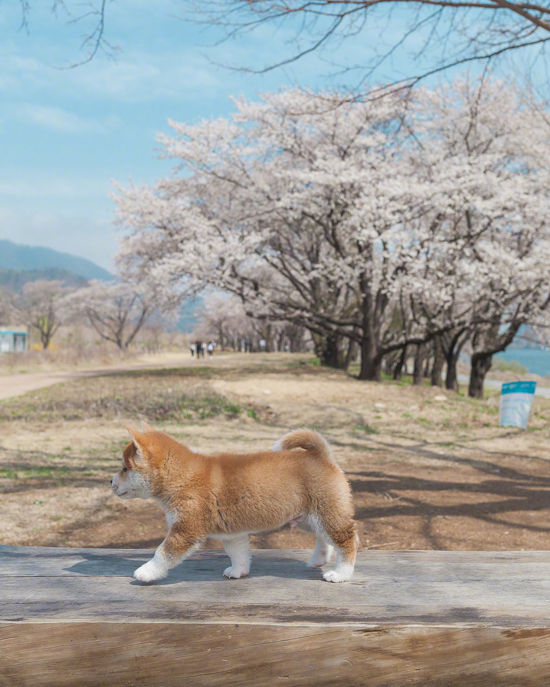 狗勾的春游相册__财经头条