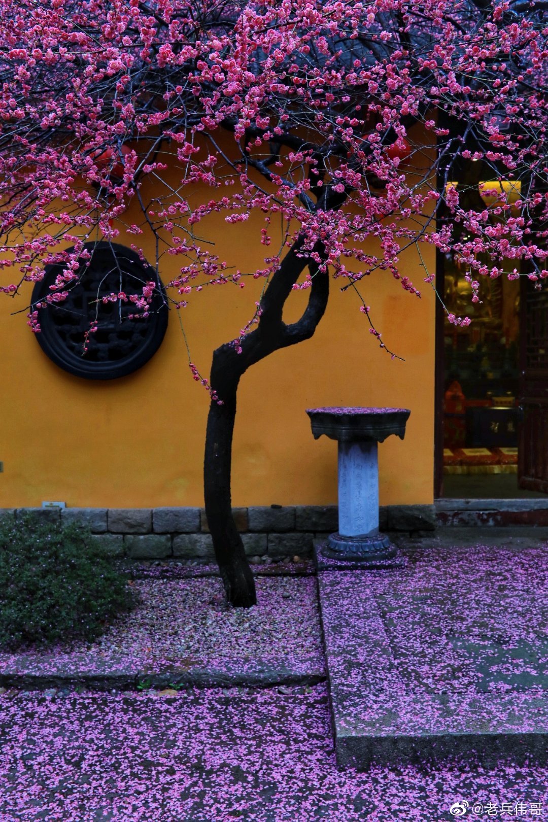 落红不是无情物化作春泥更护花