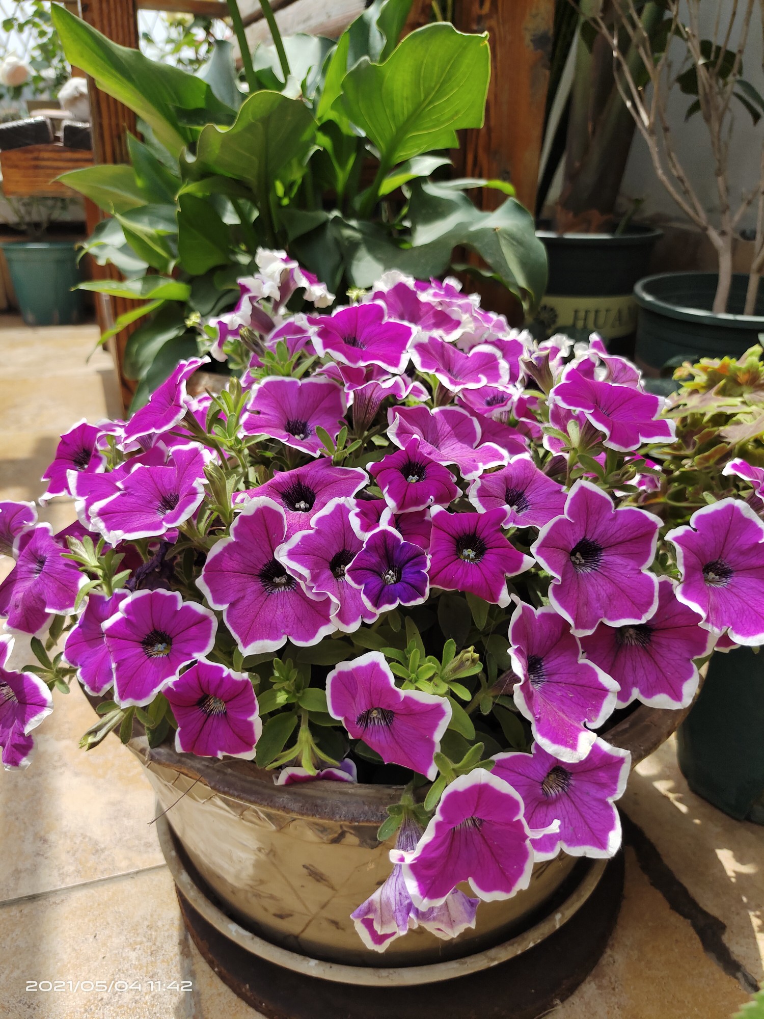 超级矮牵牛蝶舞为开花而生的盆栽阳台养一棵