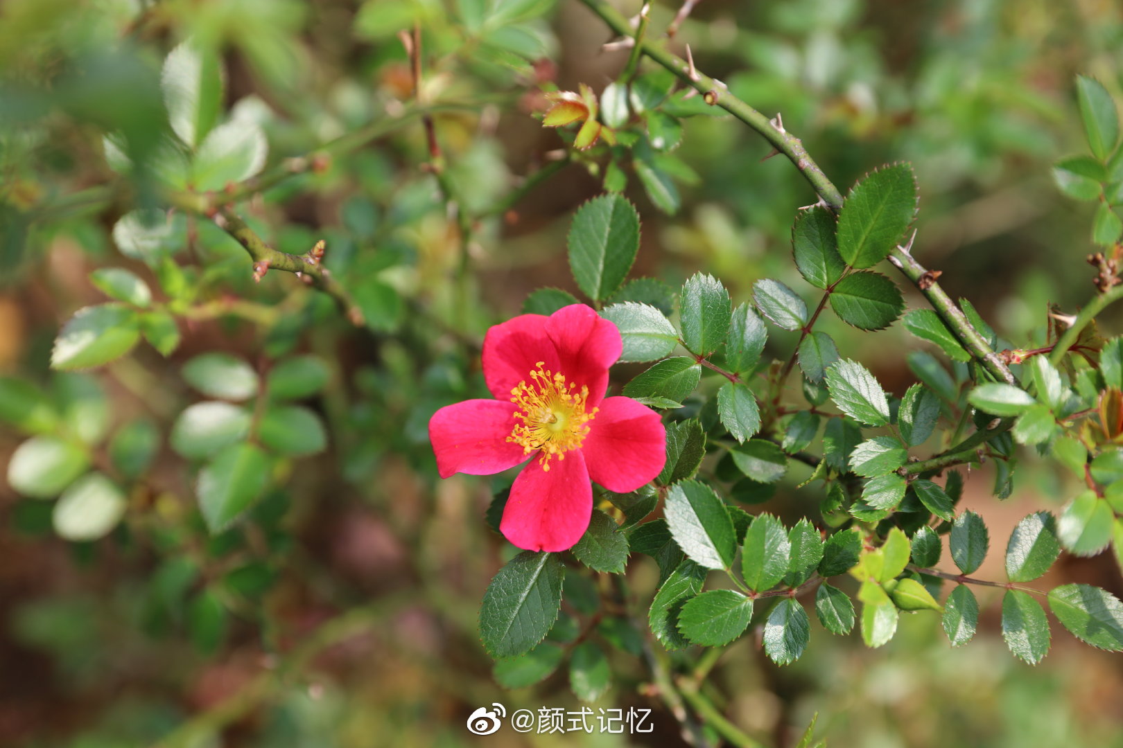 热恋一一红蔷薇花 高清图集 新浪网