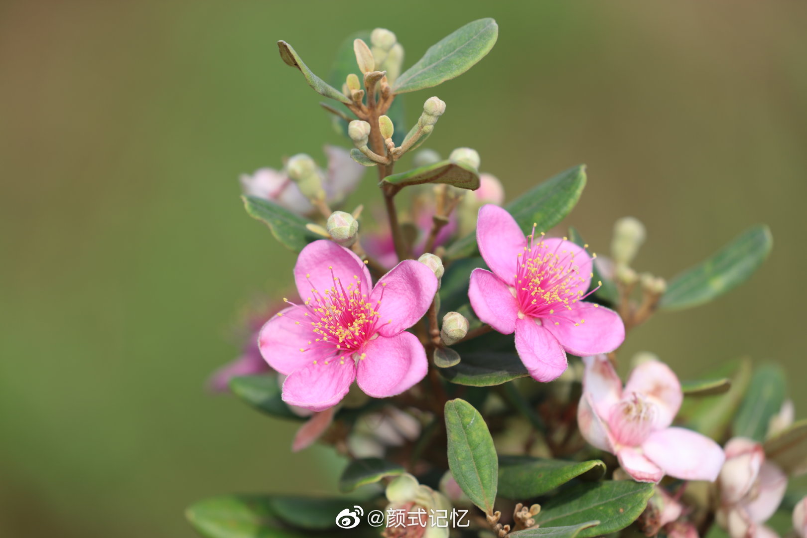 诡异神秘一一山稔花 棯子花 桃金娘花