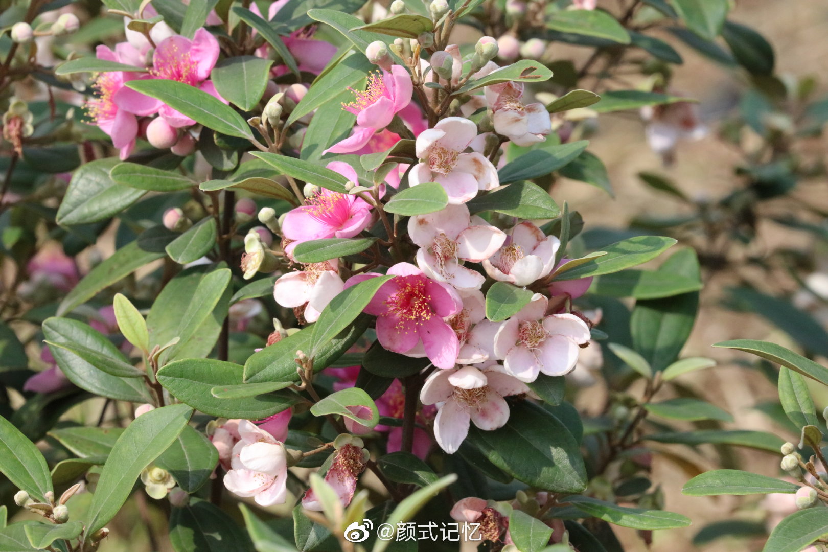 诡异神秘一一山稔花 棯子花 桃金娘花 成熟果可食