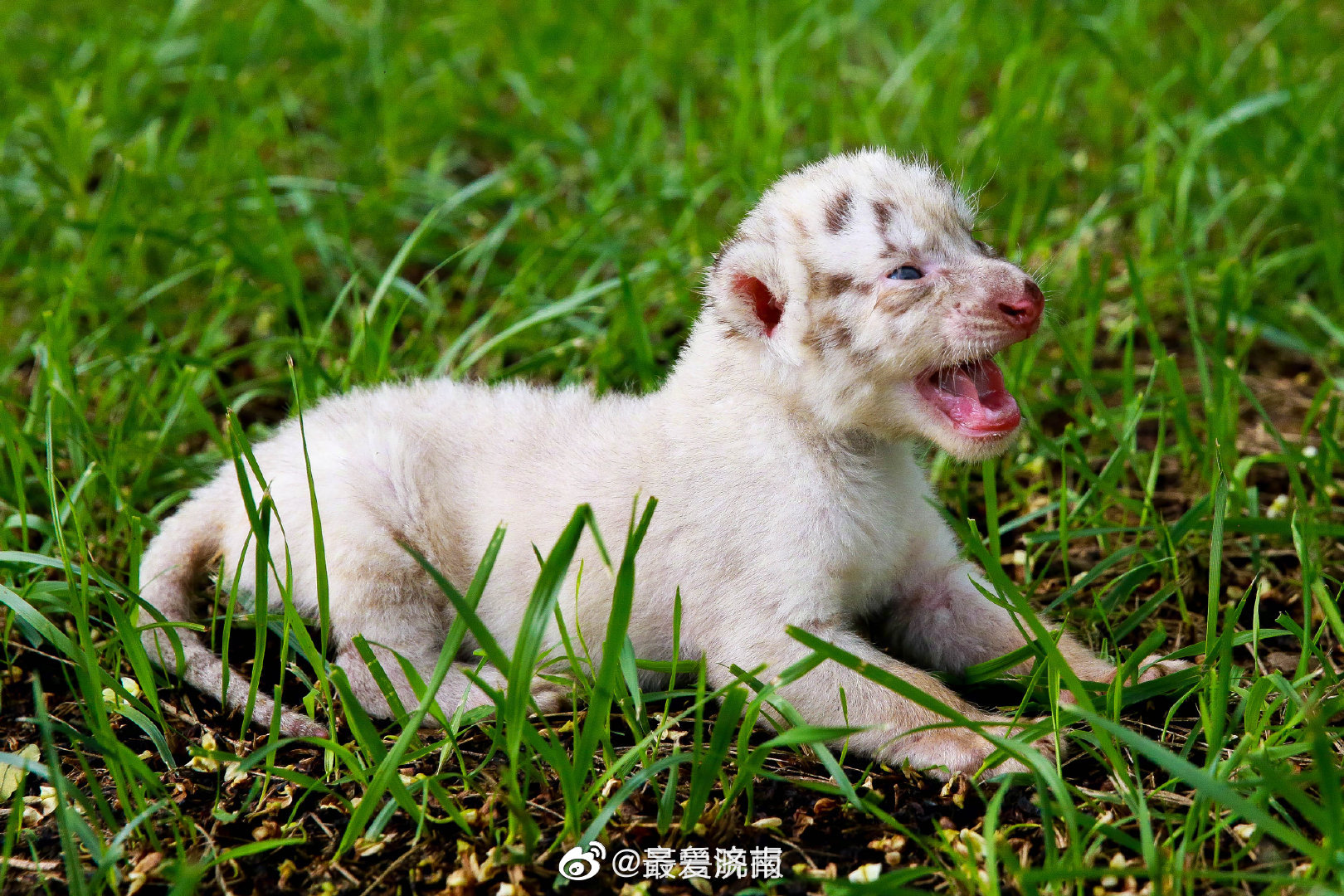 济南野生动物世界萌兽"出山" 与游客见面|白虎|济南野生动物世界|游客
