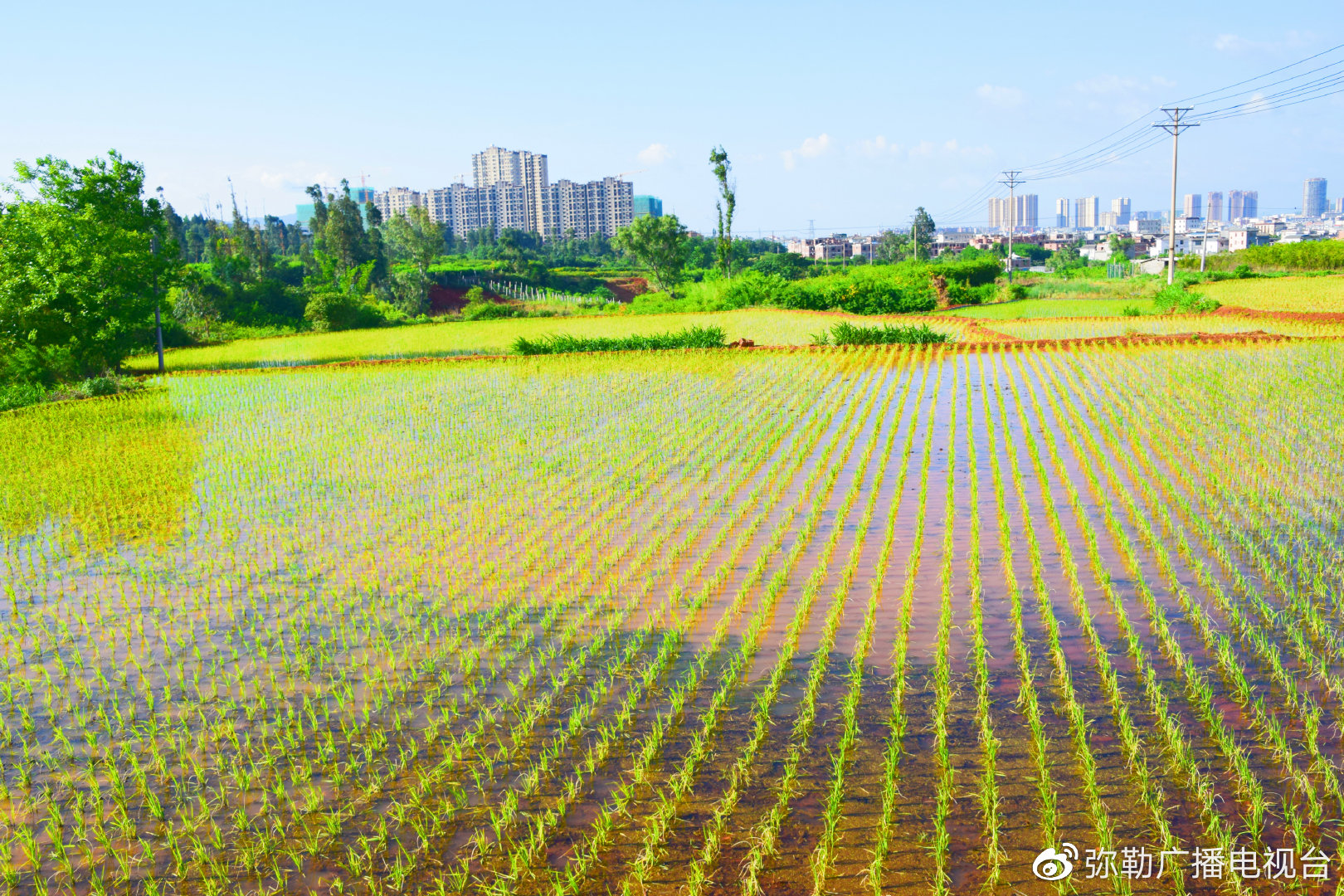 弥勒10.9万亩水稻秧苗移栽忙|各乡镇_新浪新闻